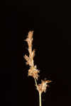 Ddioecious sedge